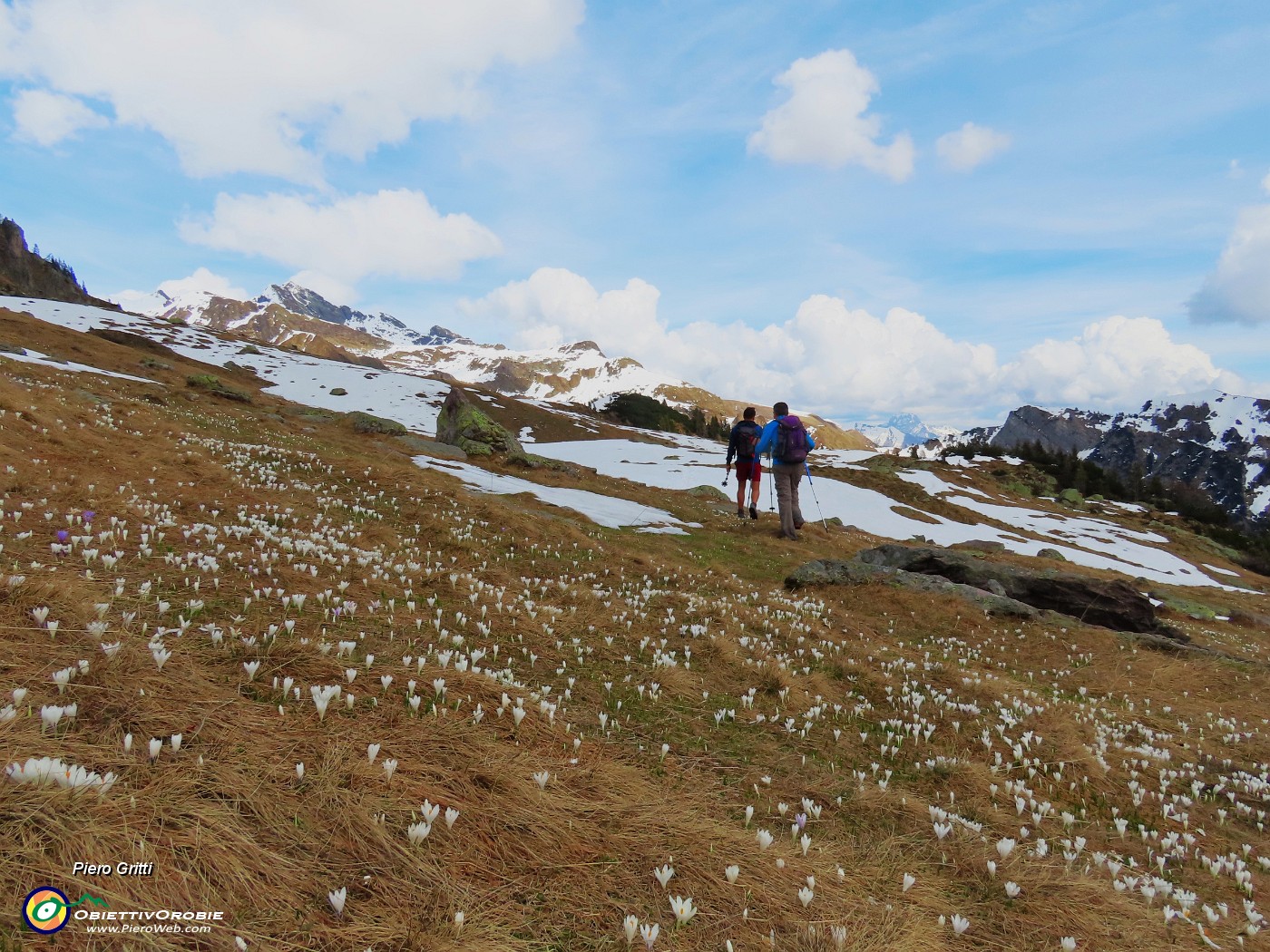 61 Monte Campo e i crocus.JPG
